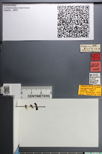 Media type: image;   Entomology 568134